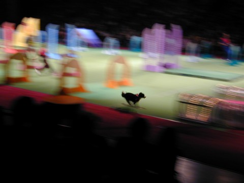 Racing dog