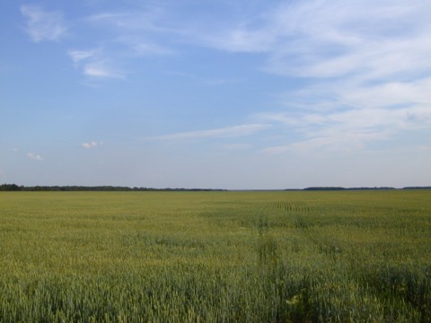 Flat field