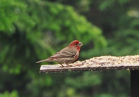 Little Red Bird