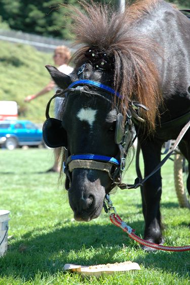 Pony taking a break