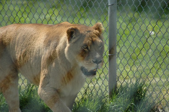 Female lion