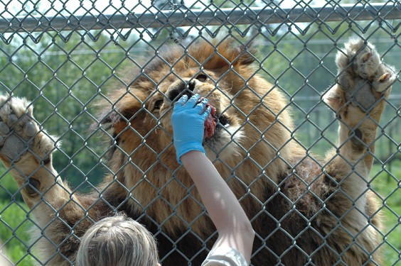 Male lion