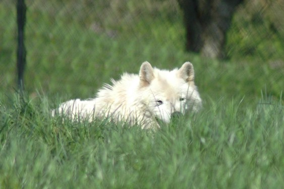 Arctic Wolf