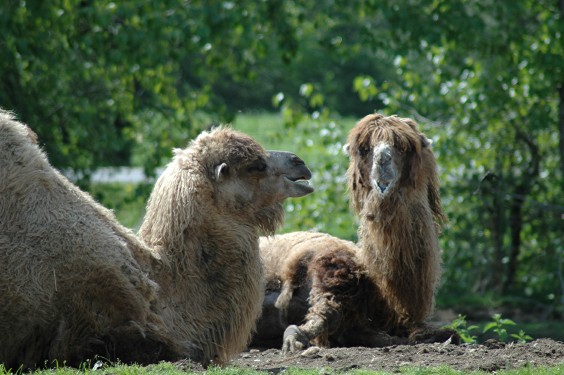 Camels