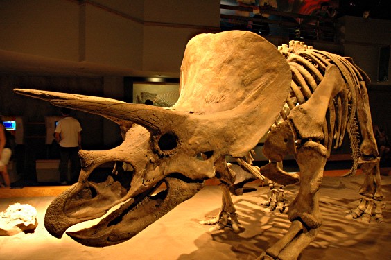 Triceratops