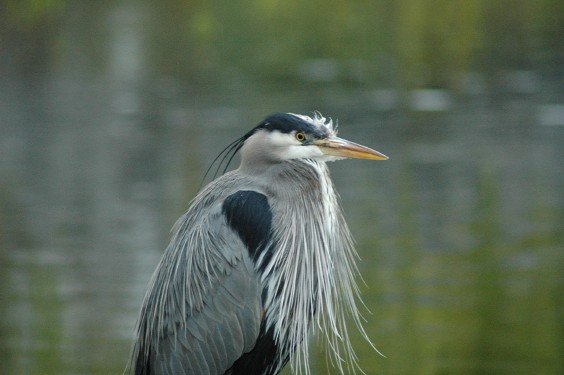 Heron