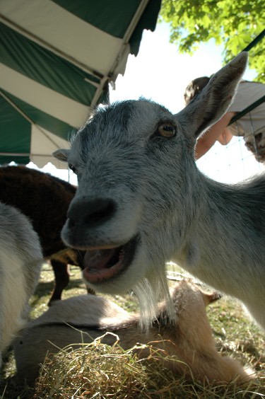 Grey Goat