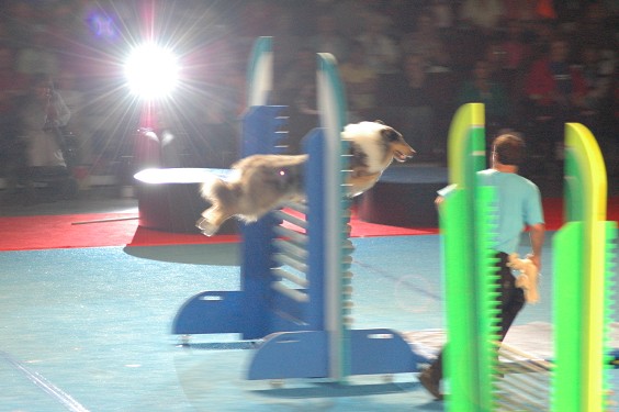 Shetland Sheep Dog