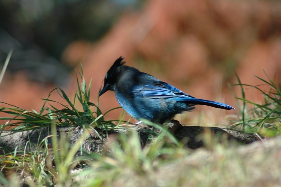 Steller's Jay