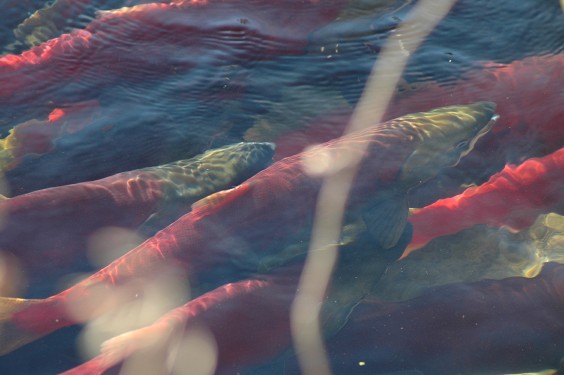 Spawning Salmon