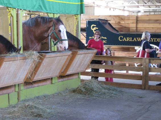 Clydesdales