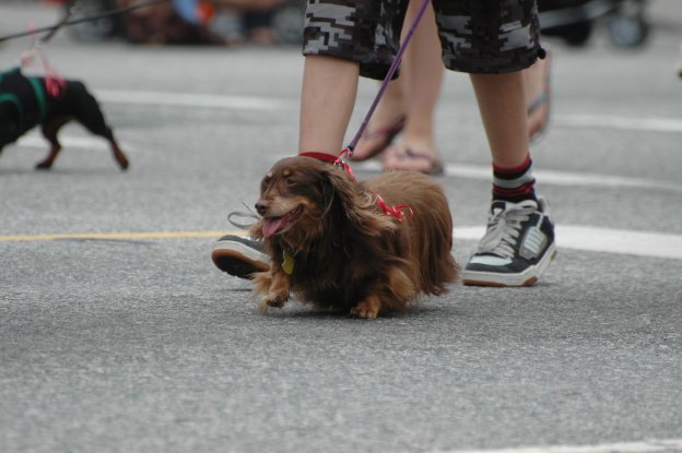 Long-haired Dachsund