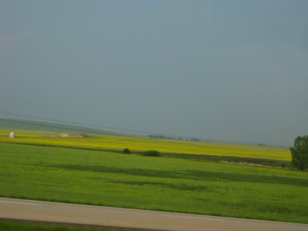 Canola