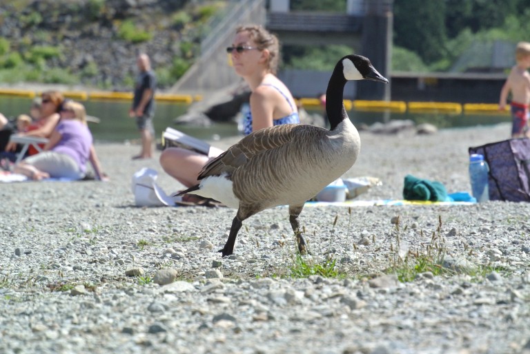 Beachgoer