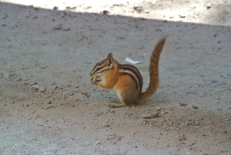 Chipmunk