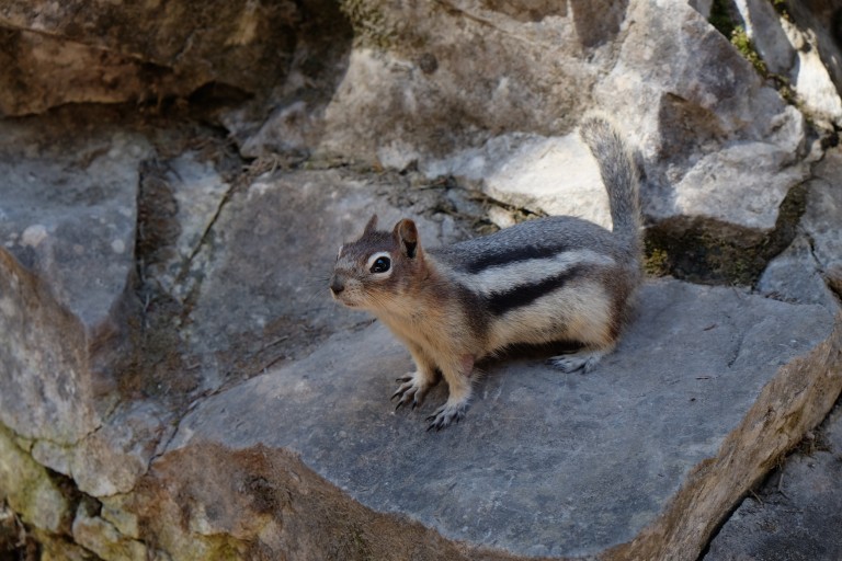 Ground Squirrel