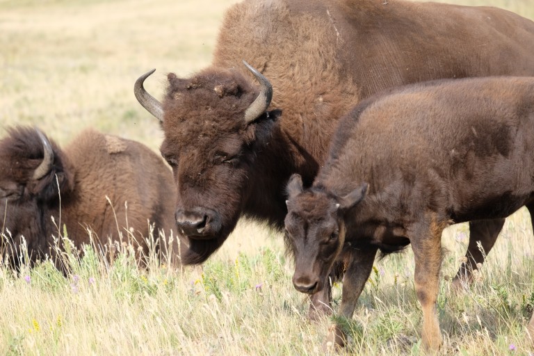 Bison