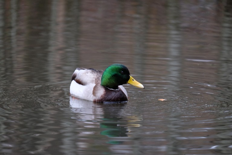 Duck