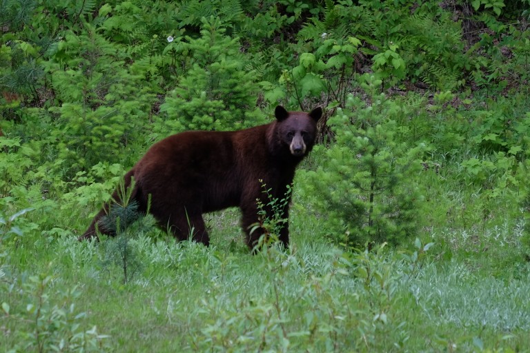 Visitor