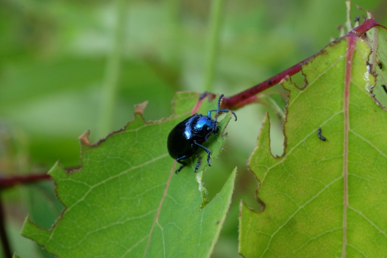 Blue Bug