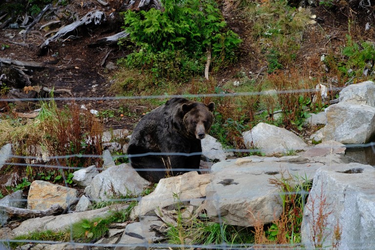 Grouse Mountain Grizzly