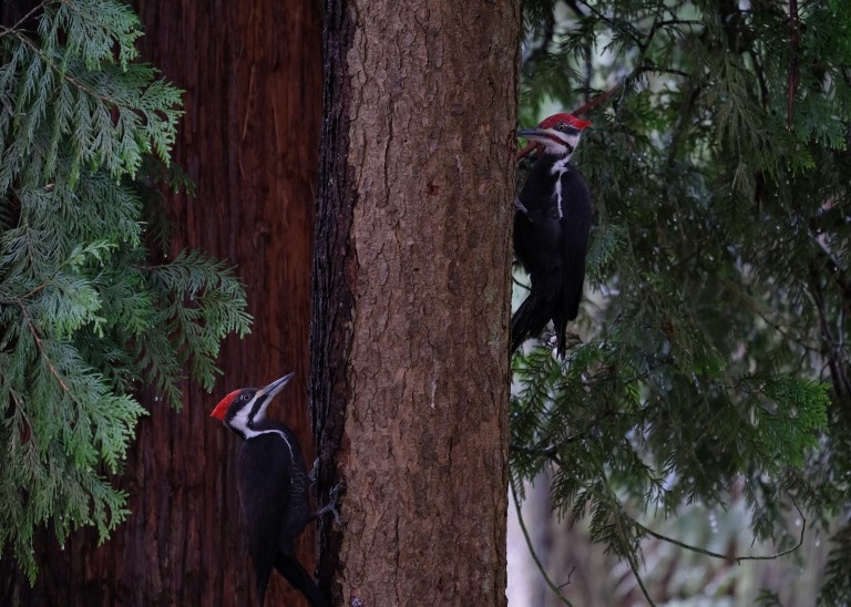 Woodpeckers