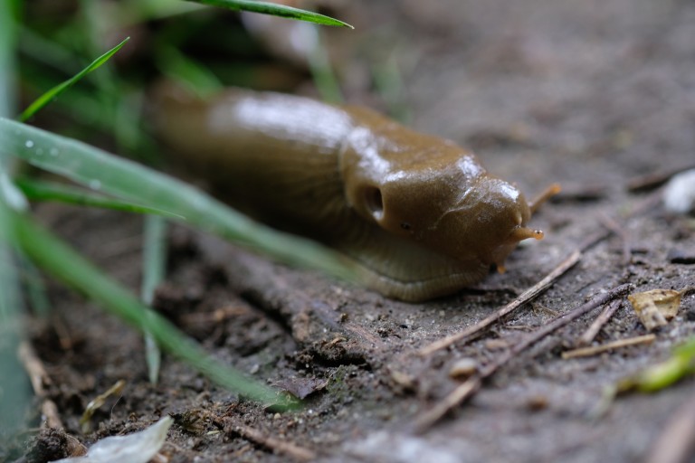 slug