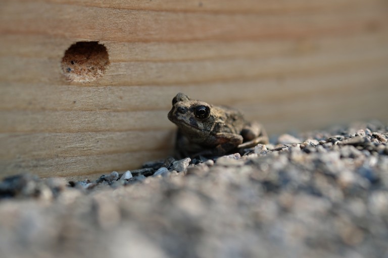 Fenced Frog