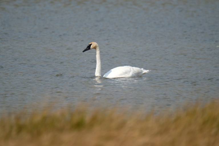 Swan