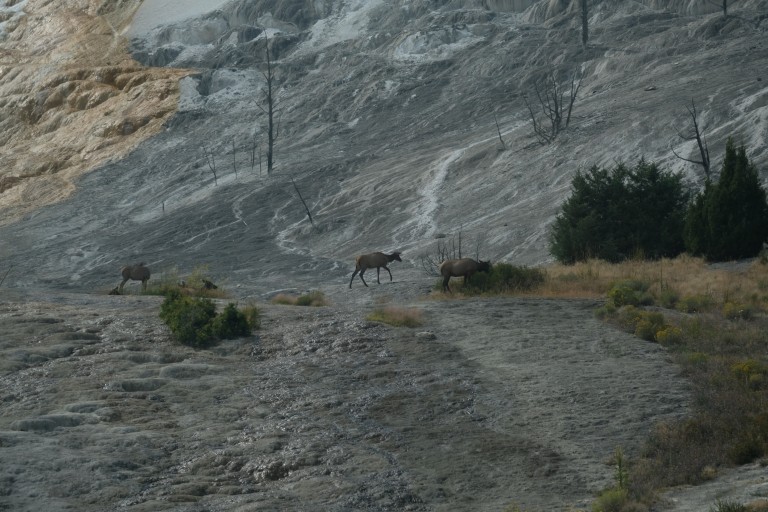 Mammoth Hot Springs