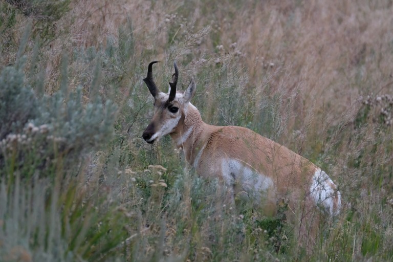 Pronghorn