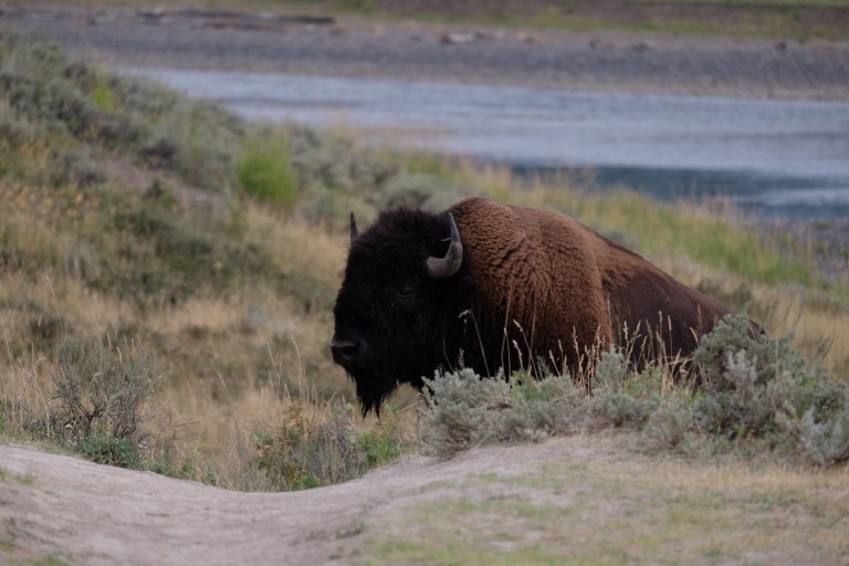 Bison