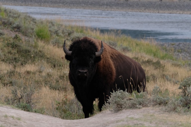 Bison