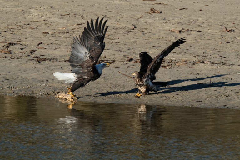 Eagle vs Osprey