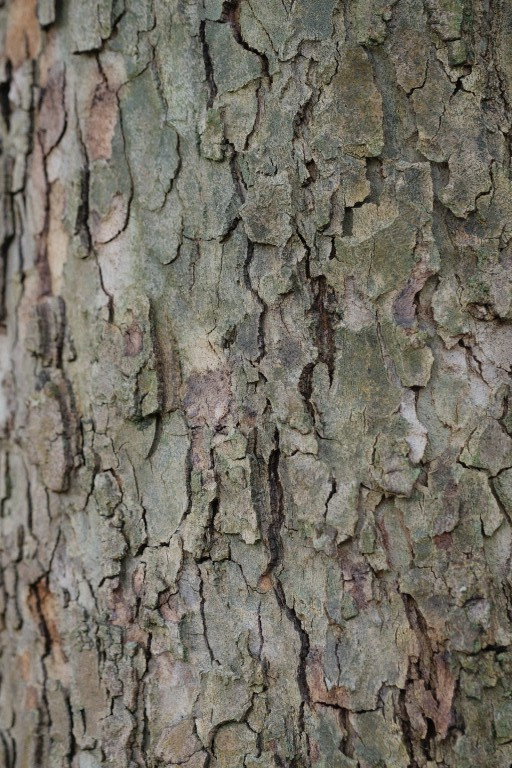 Bark #3