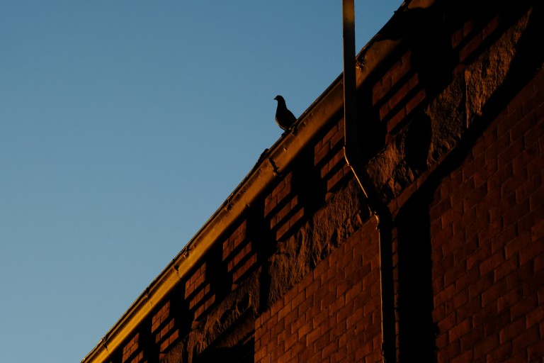 Bird at Sunrise