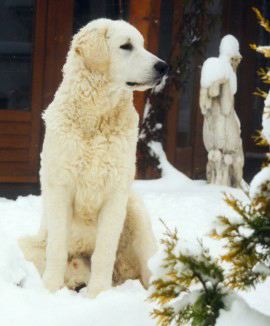 The Golden Price Kuvasz1