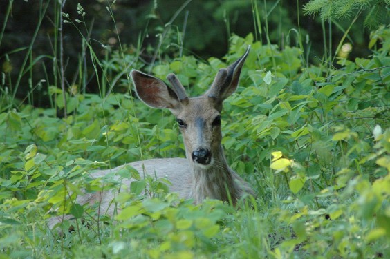 Deer in bushes