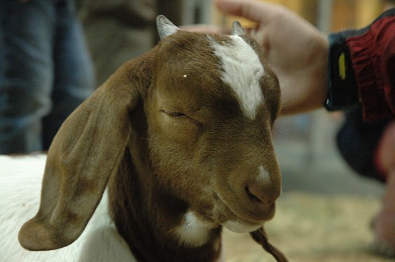 Baby Goat