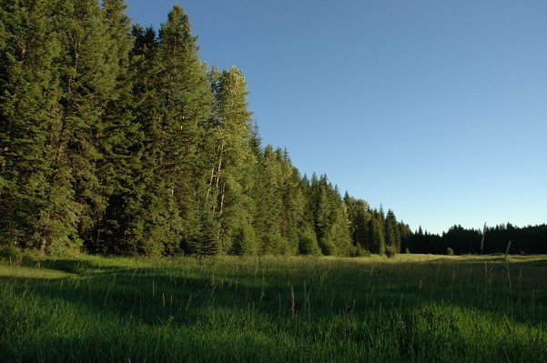 Field behind cabins