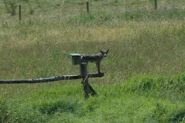 Coyote on fence
