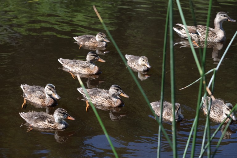 Duckling Horde