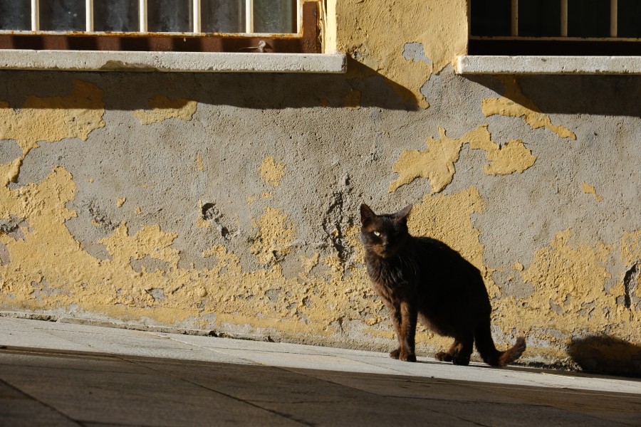Cartagena Cat