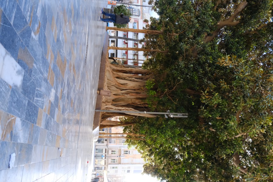 Cartagena Tree