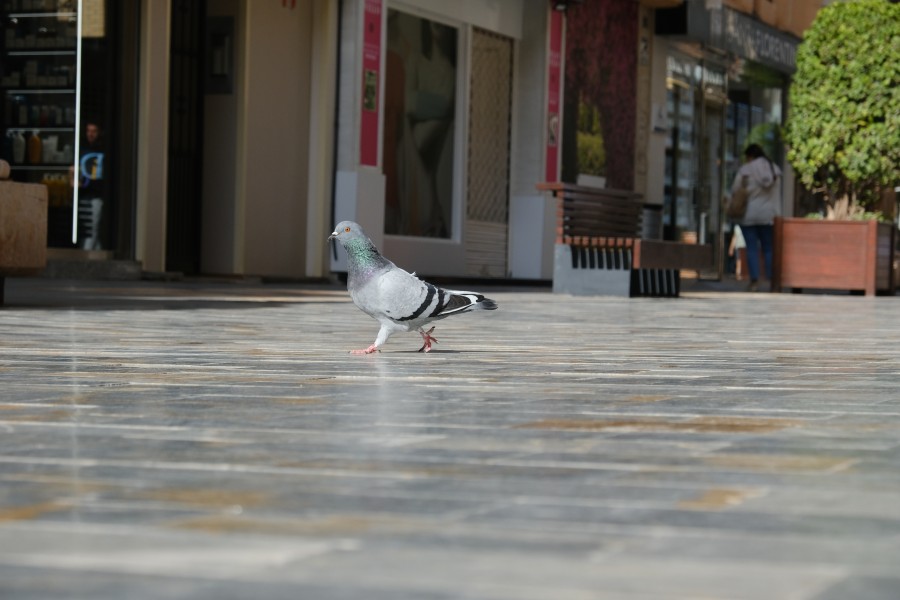Cartagena Pigeon