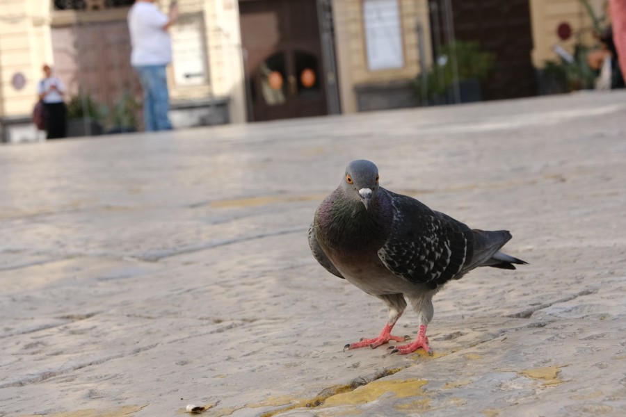 Palermo Pigeon