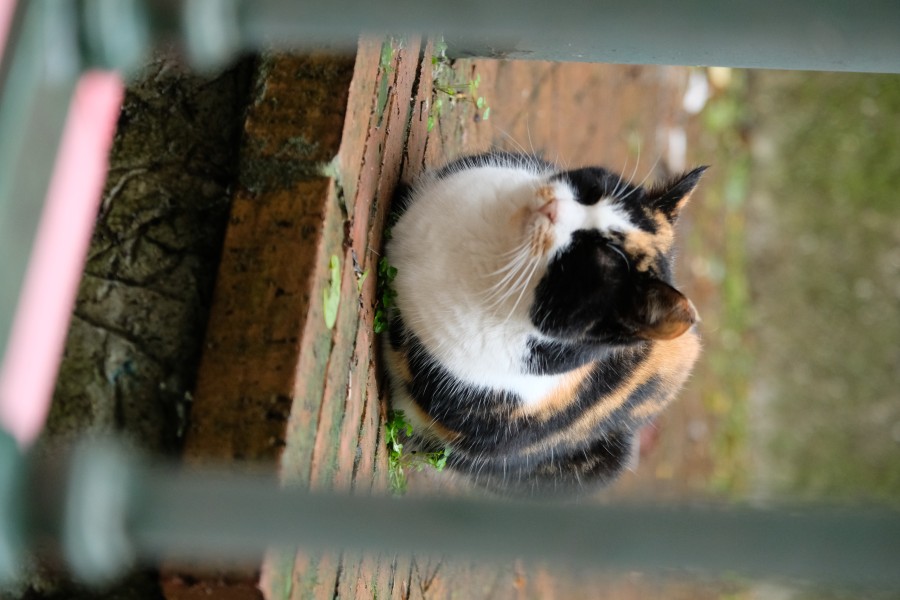 Salerno Cat