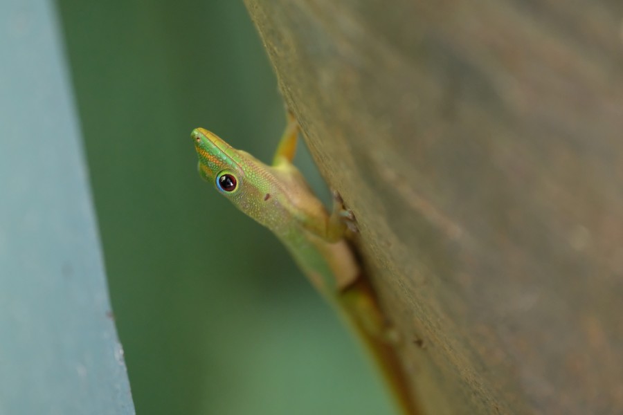 Gecko