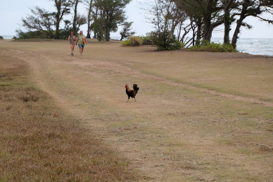 Chicken Crossing The Road