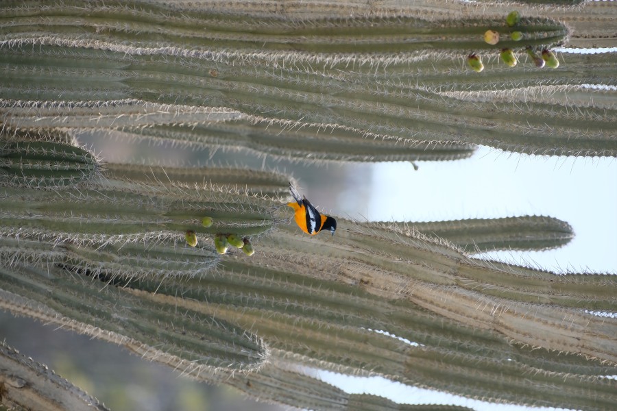 Aruba